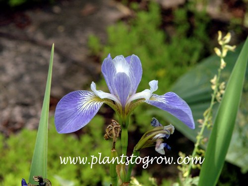 Epic Poem Blue Flag Iris